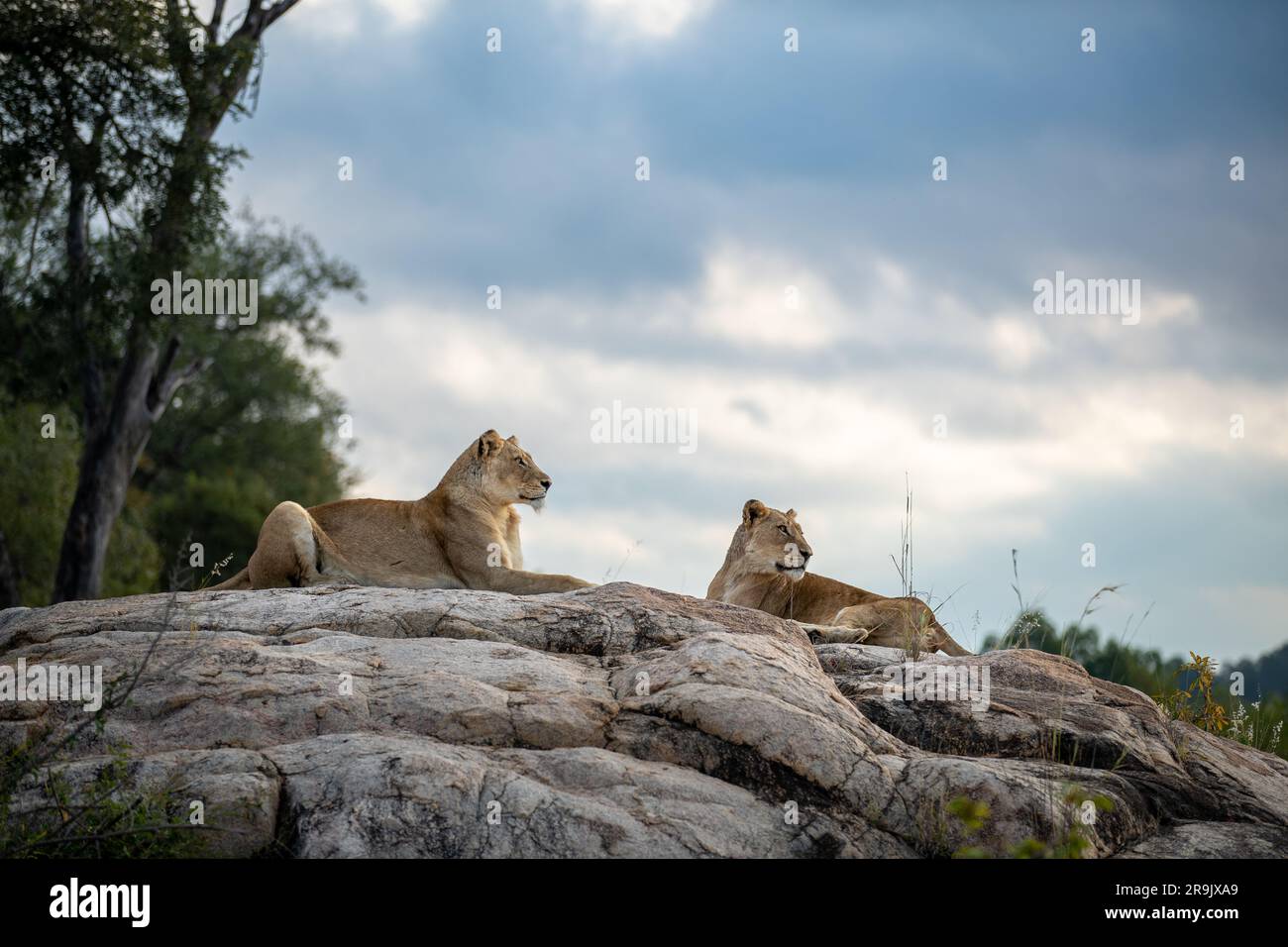 Two lionesses, Panthera leo, lie together on a rock. Stock Photo
