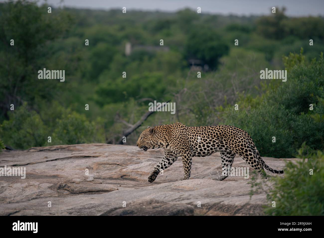 A leopard, Panthera pardus, walks across a rock. Stock Photo