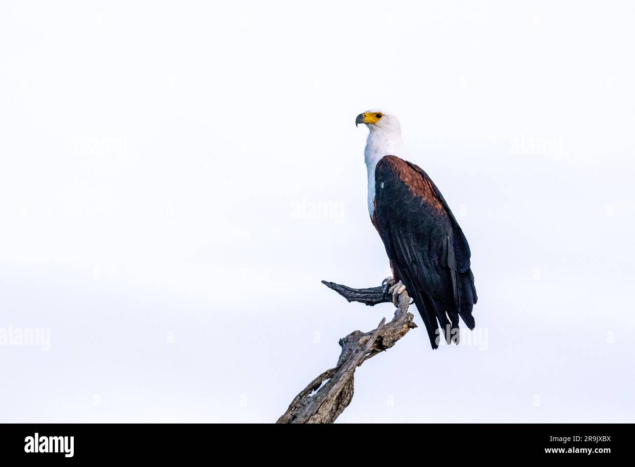 A fish eagle, Haliaeetus vocifer, perched on top of a branch. Stock Photo