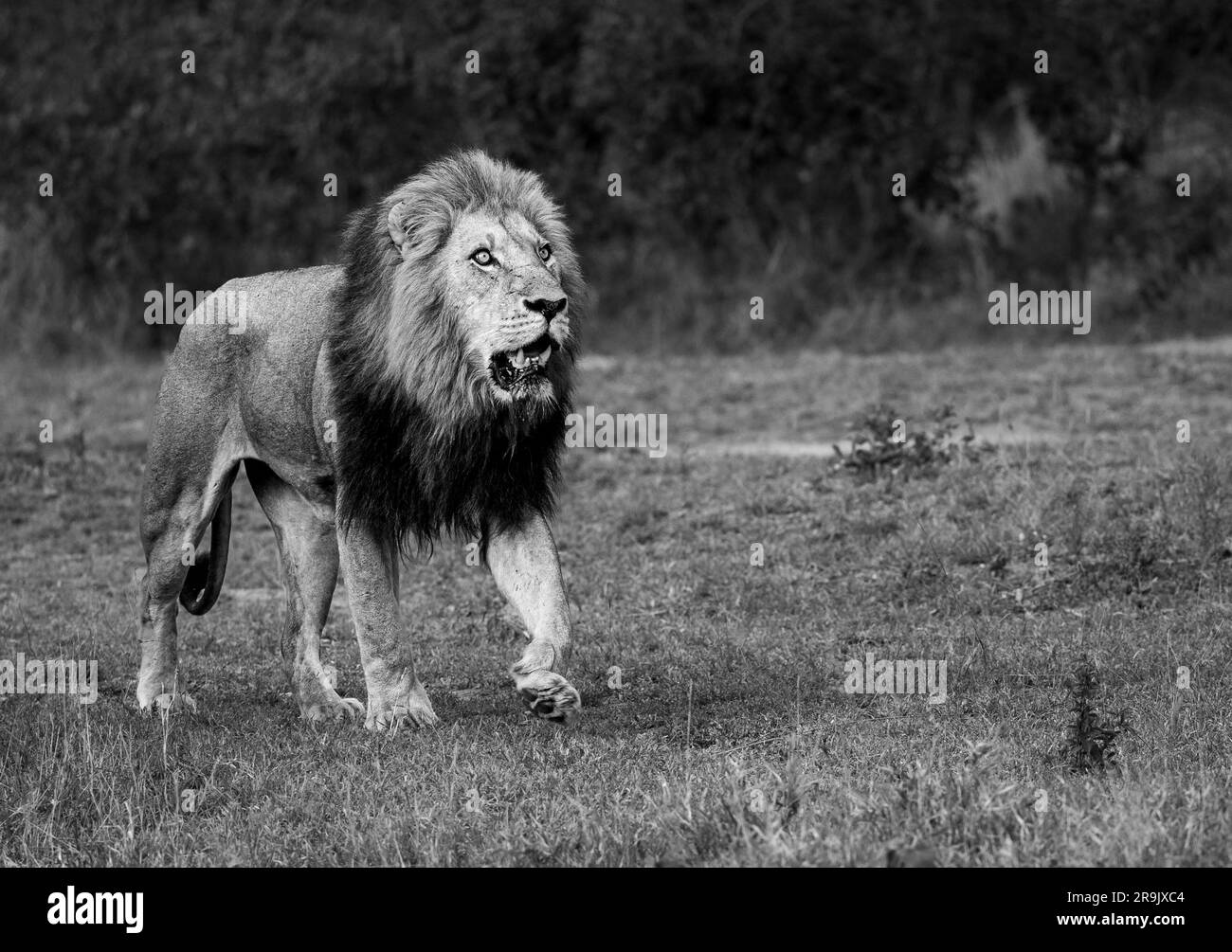 A male Lion, Panthera leo, walking, in black and white. Stock Photo
