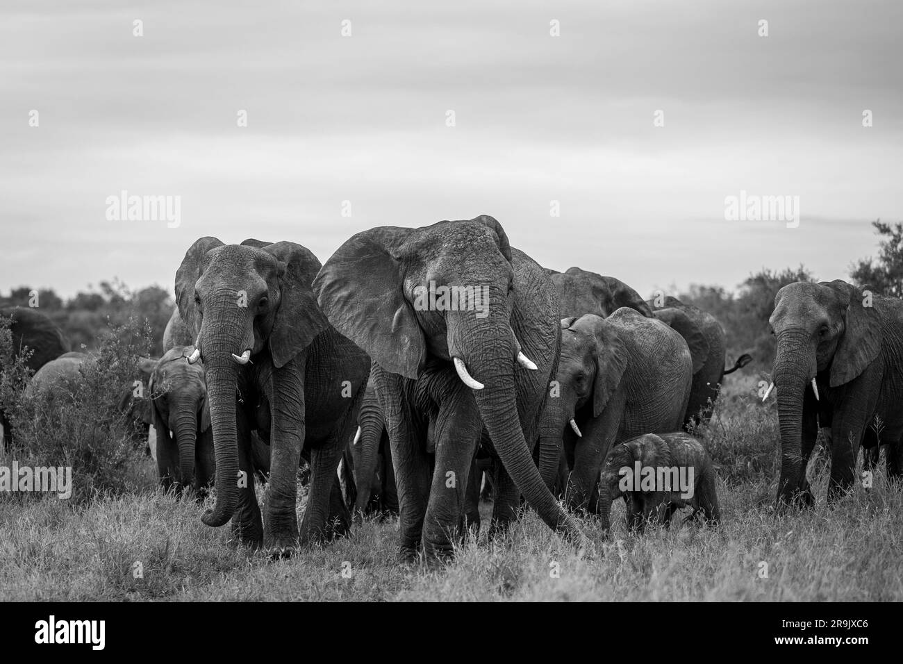 A herd of elephant, Loxodonta africana, walking through the grass, black and white image. Stock Photo