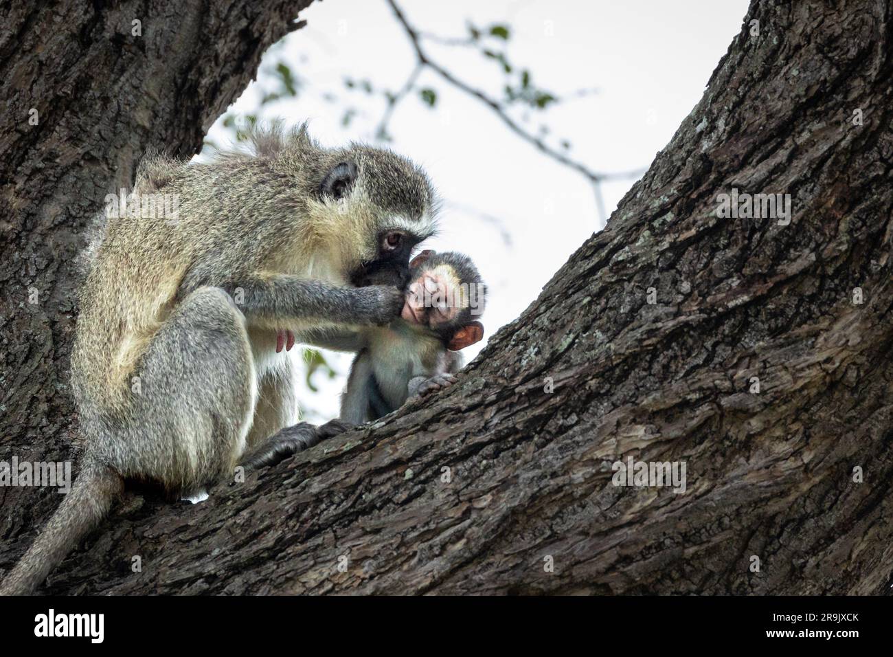 A baby vervet monkey, Chlorocebus pygerythrus, getting groomed by its mother. Stock Photo
