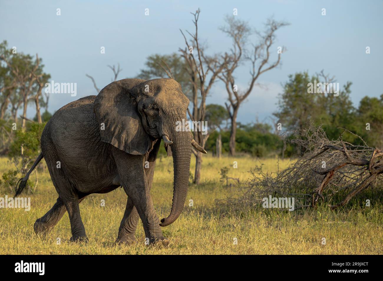 An elephant, Loxodonta africana, walking through grass. Stock Photo