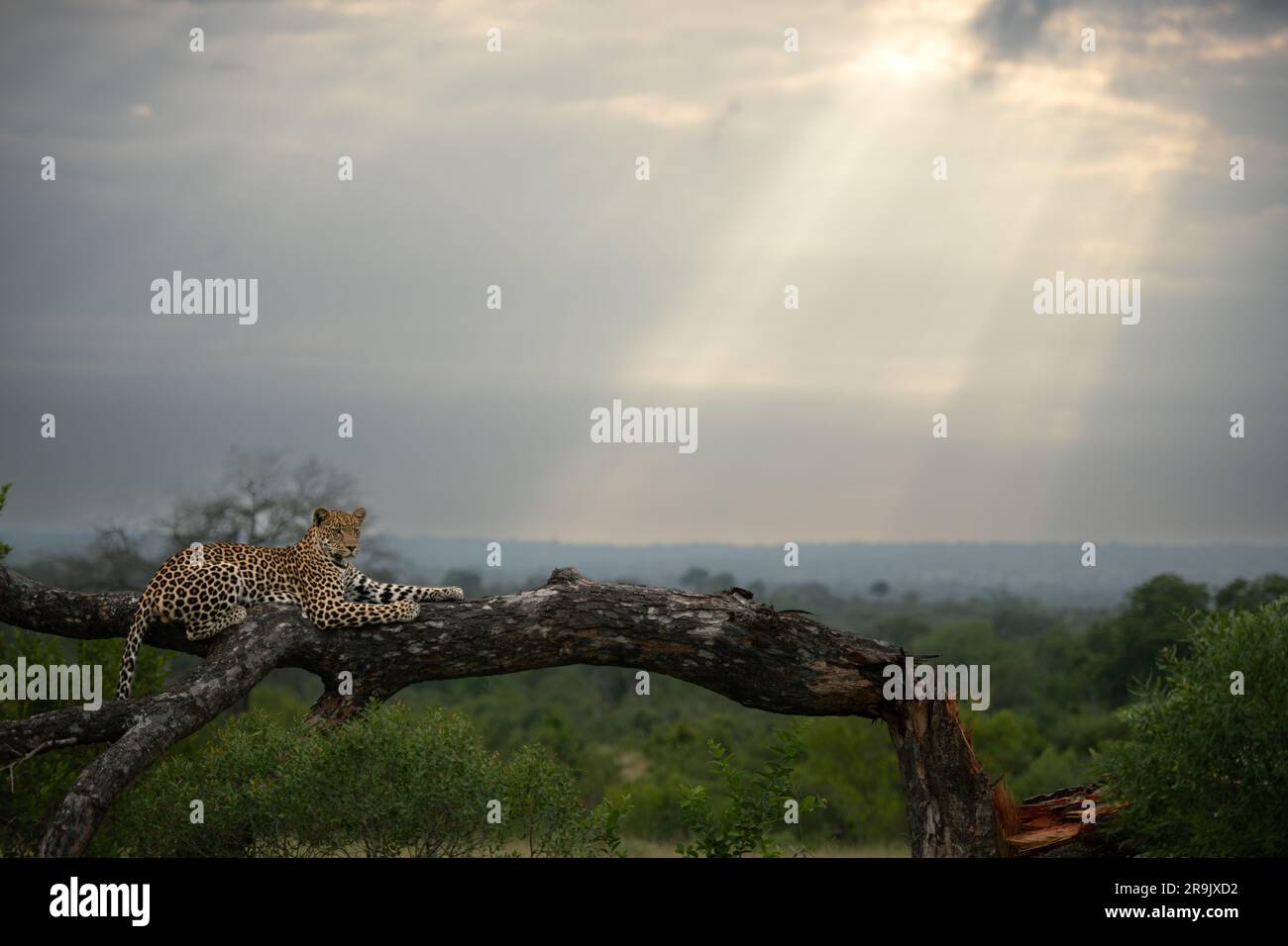A male leopard, Panthera pardus, lies down on a tree and yawns. Stock Photo
