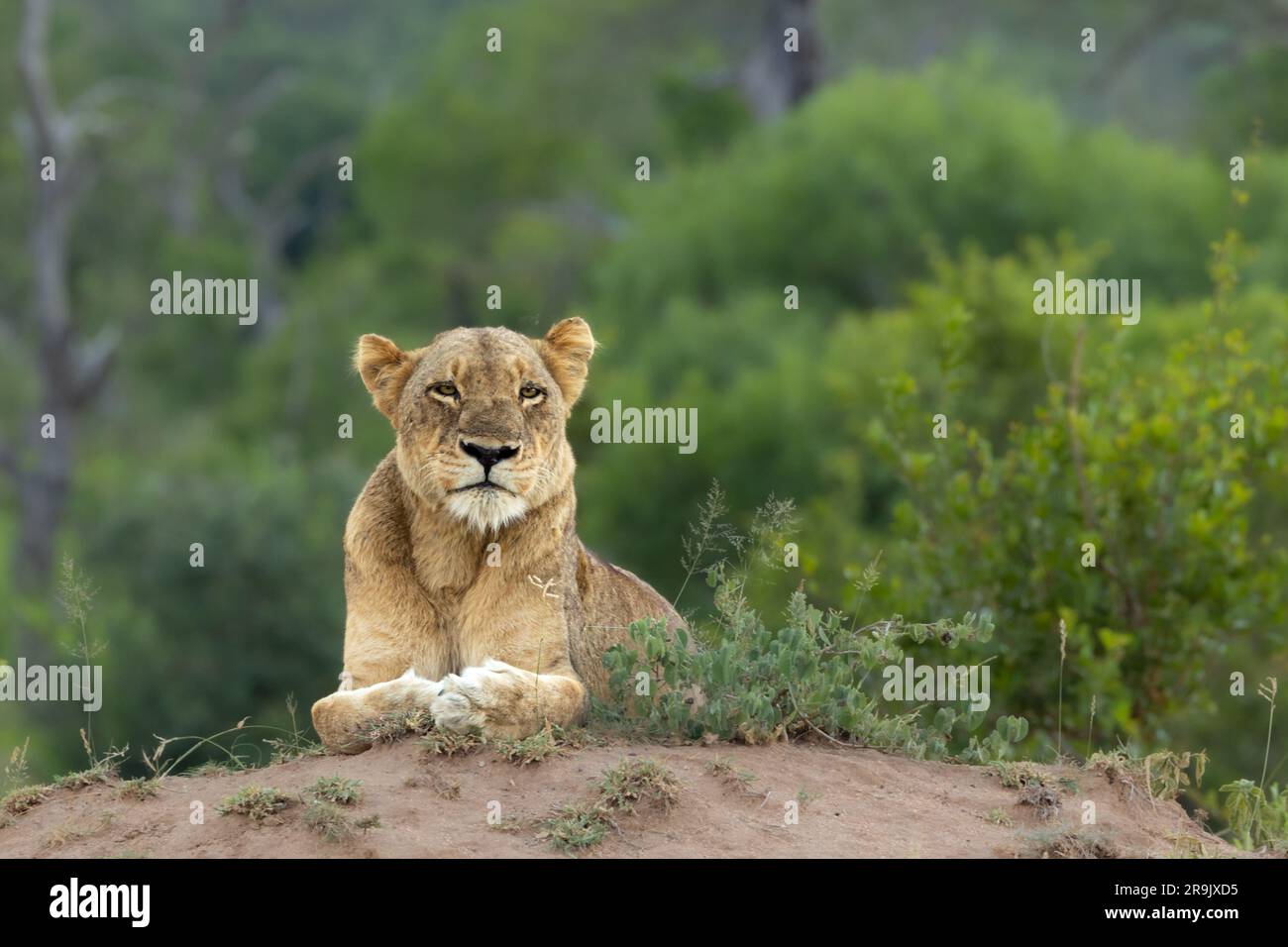 A Lioness, Panthera leo, lying down on the ground. Stock Photo