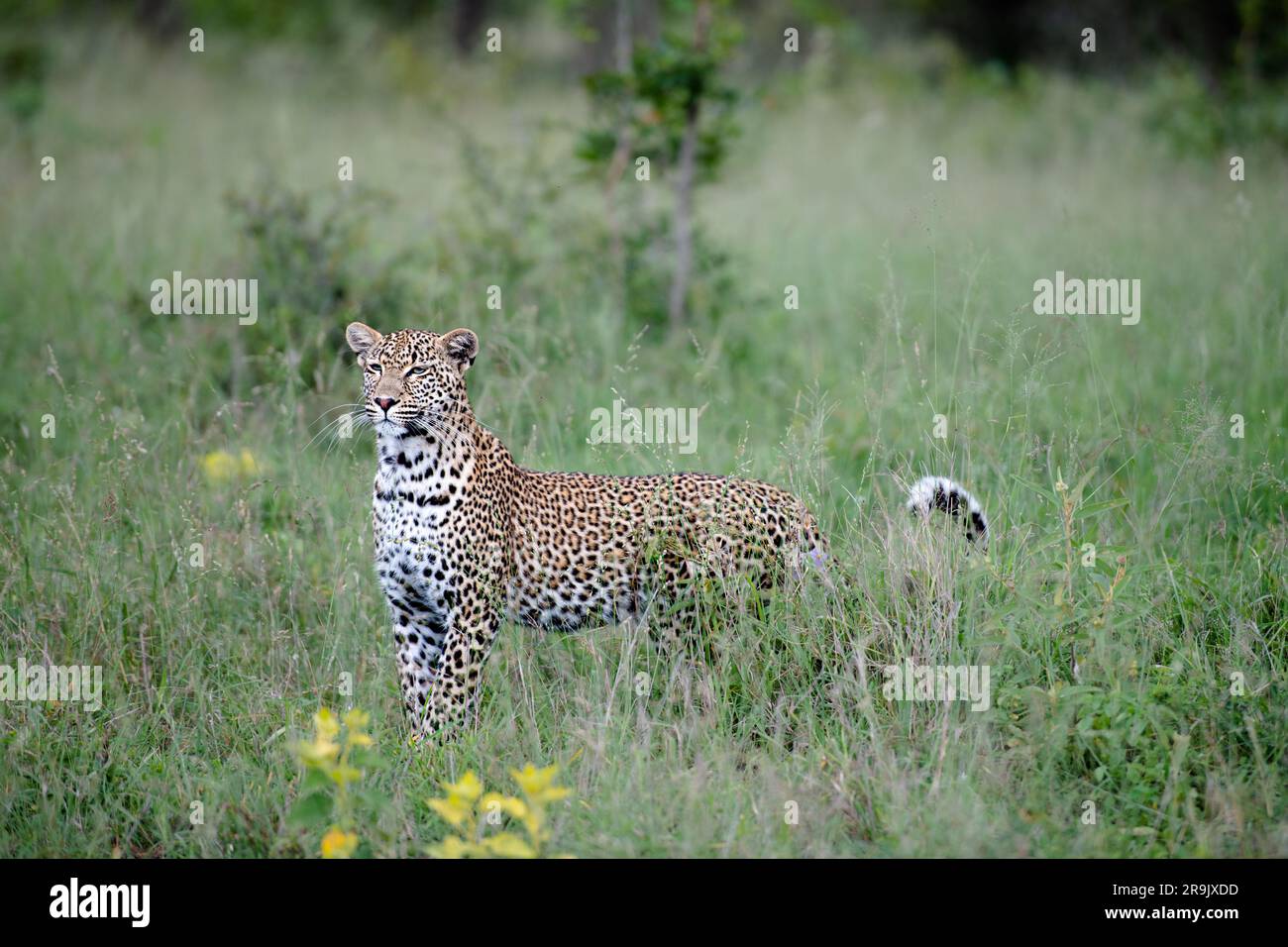 A female leopard, Panthera pardus, stands in tall grass, alert. Stock Photo