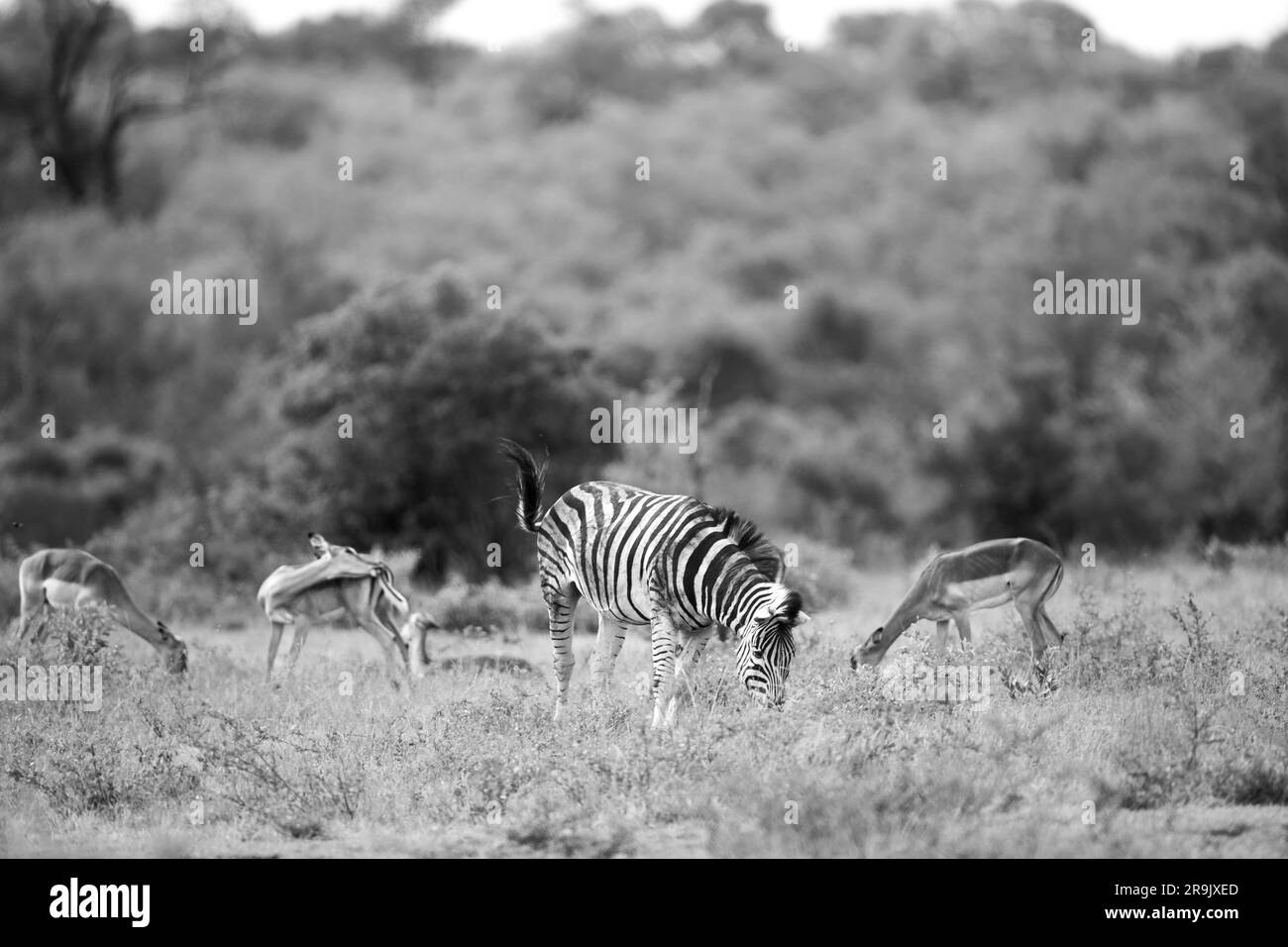 Zebra, Equus quagga and impala, Aepyceros melampus, graze on grass together, in black and white. Stock Photo