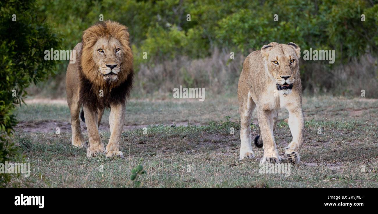 A male lion and a lioness, Panthera leo,  walk together through short grass. Stock Photo