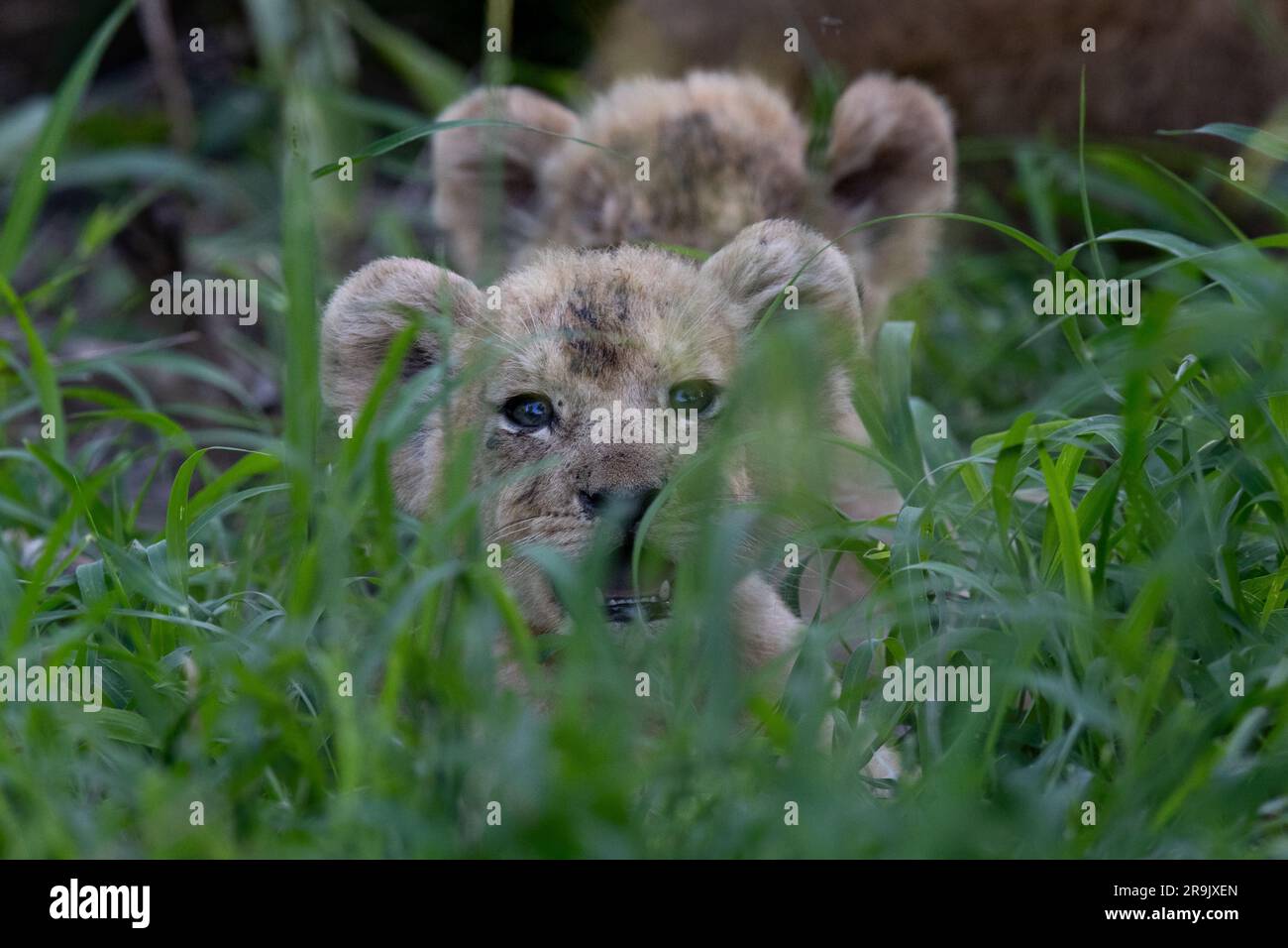 Lion cubs, Panthera leo,  lying with their mother in long grass, heads visible above the grass. Stock Photo