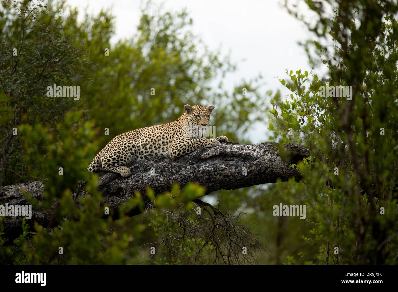 A female leopard, Panthera pardus, lies down on a fallen marula tree. Stock Photo