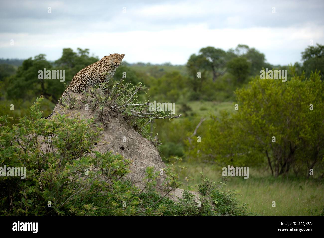 A female leopard, Panthera pardus, sits on top of a mound, looking around. Stock Photo