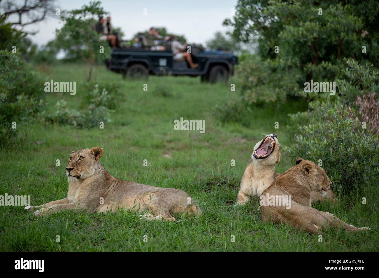 Three lionesses, Panthera leo,  lie together in grass, with a game drive vehicle in the backround. Stock Photo