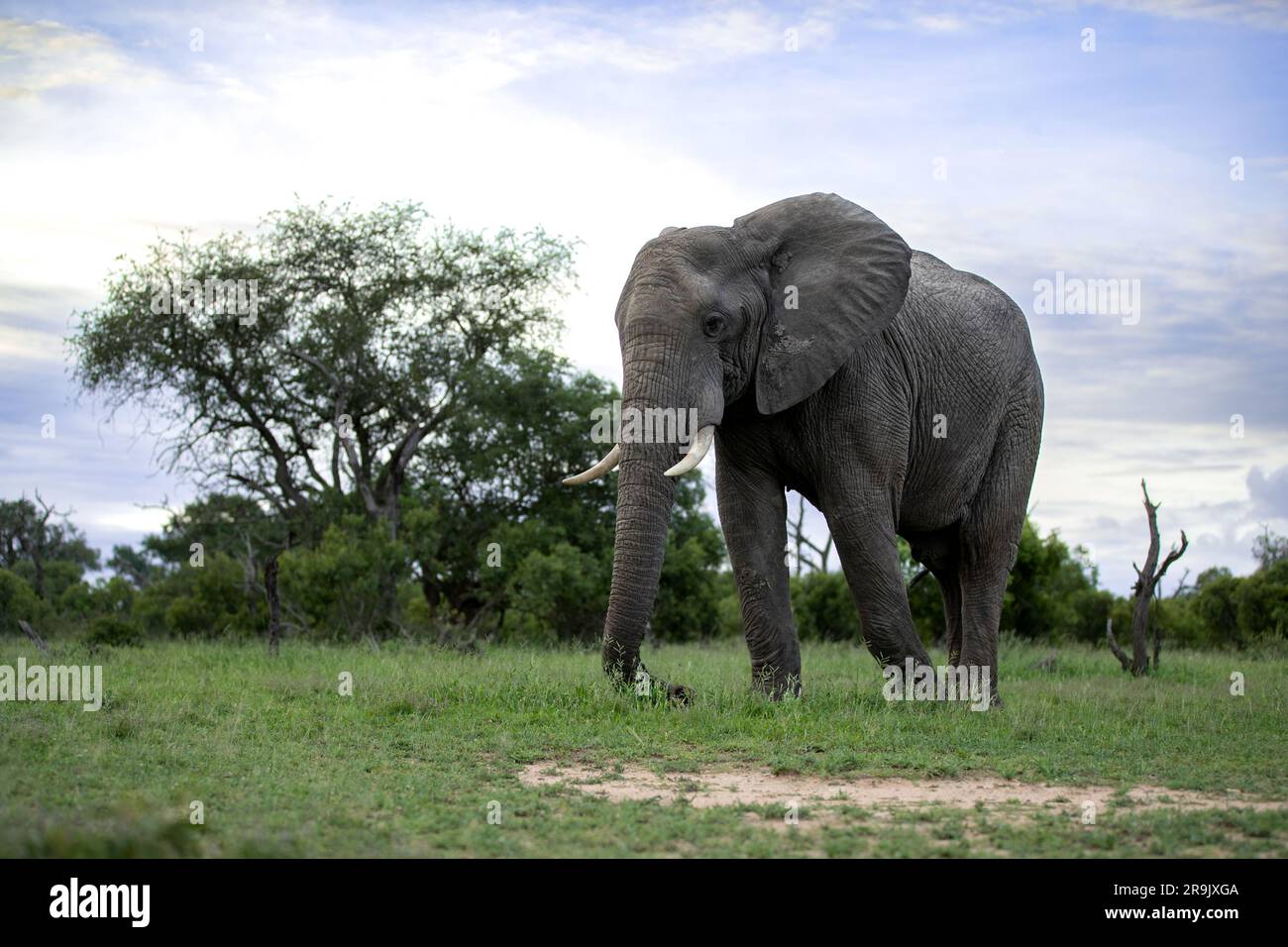 An elephant, Loxodonta africana, walking in short grass. Stock Photo