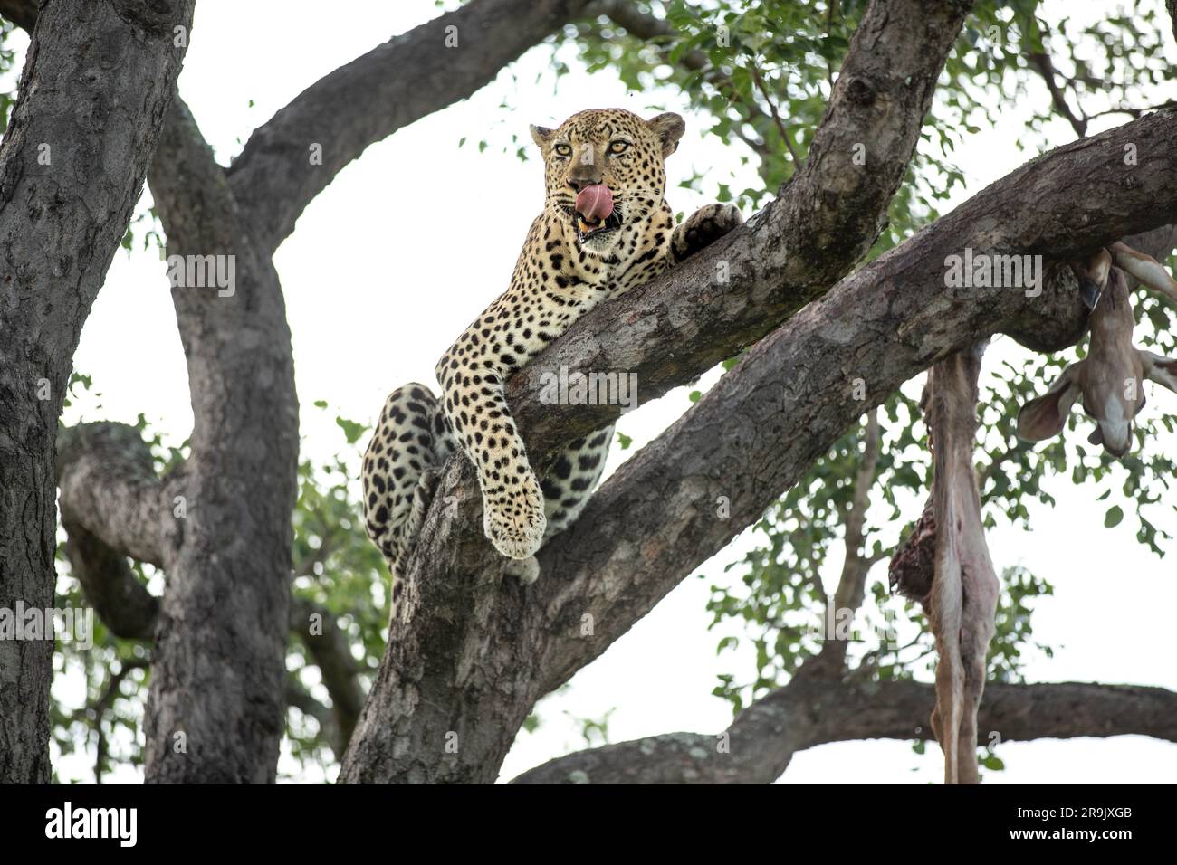 A leopard, Panthera pardus, lies down in a branch, with a hoisted carcass. Stock Photo