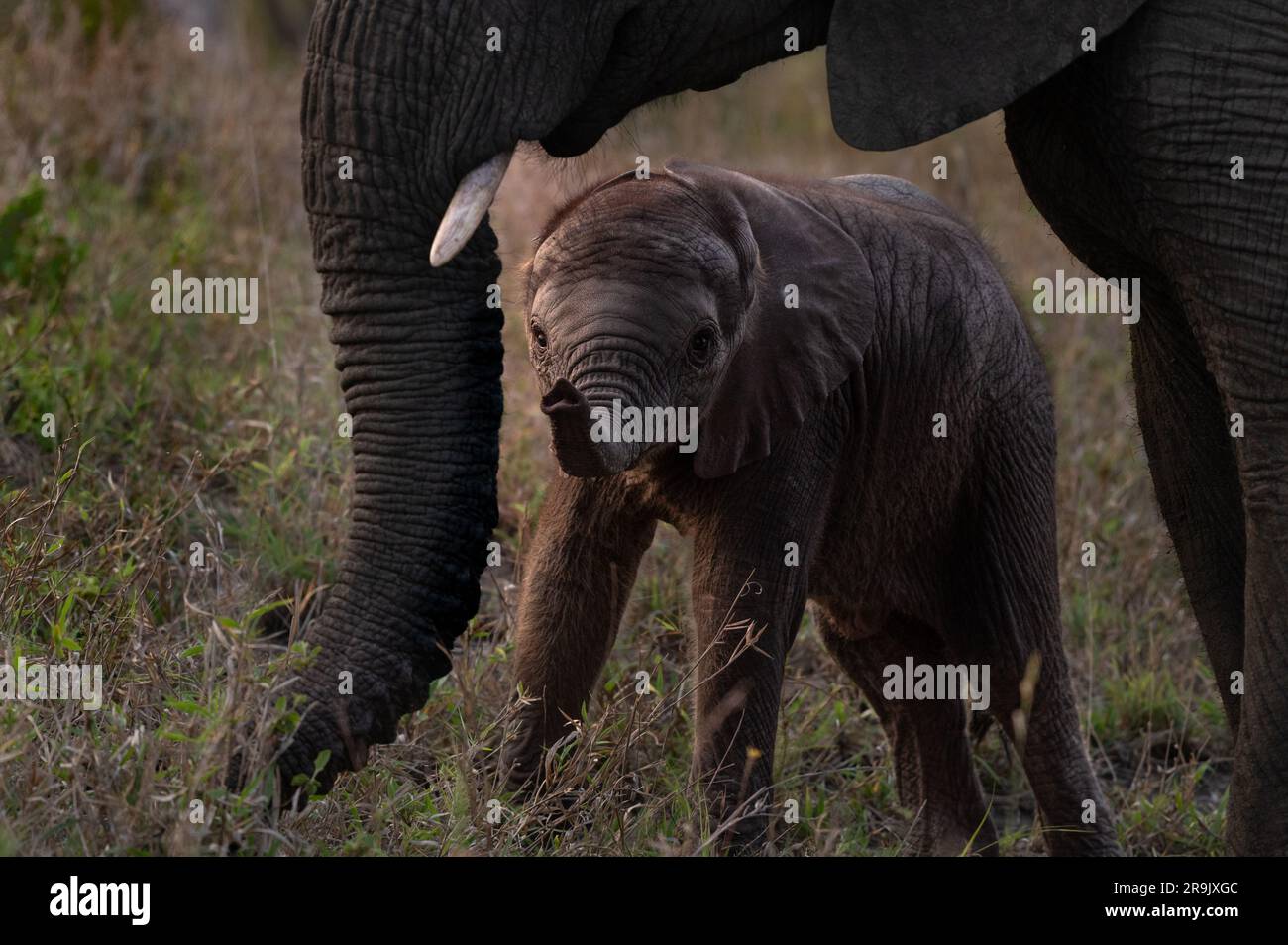A baby elephant, Loxodonta africana, framed by its mother. Stock Photo