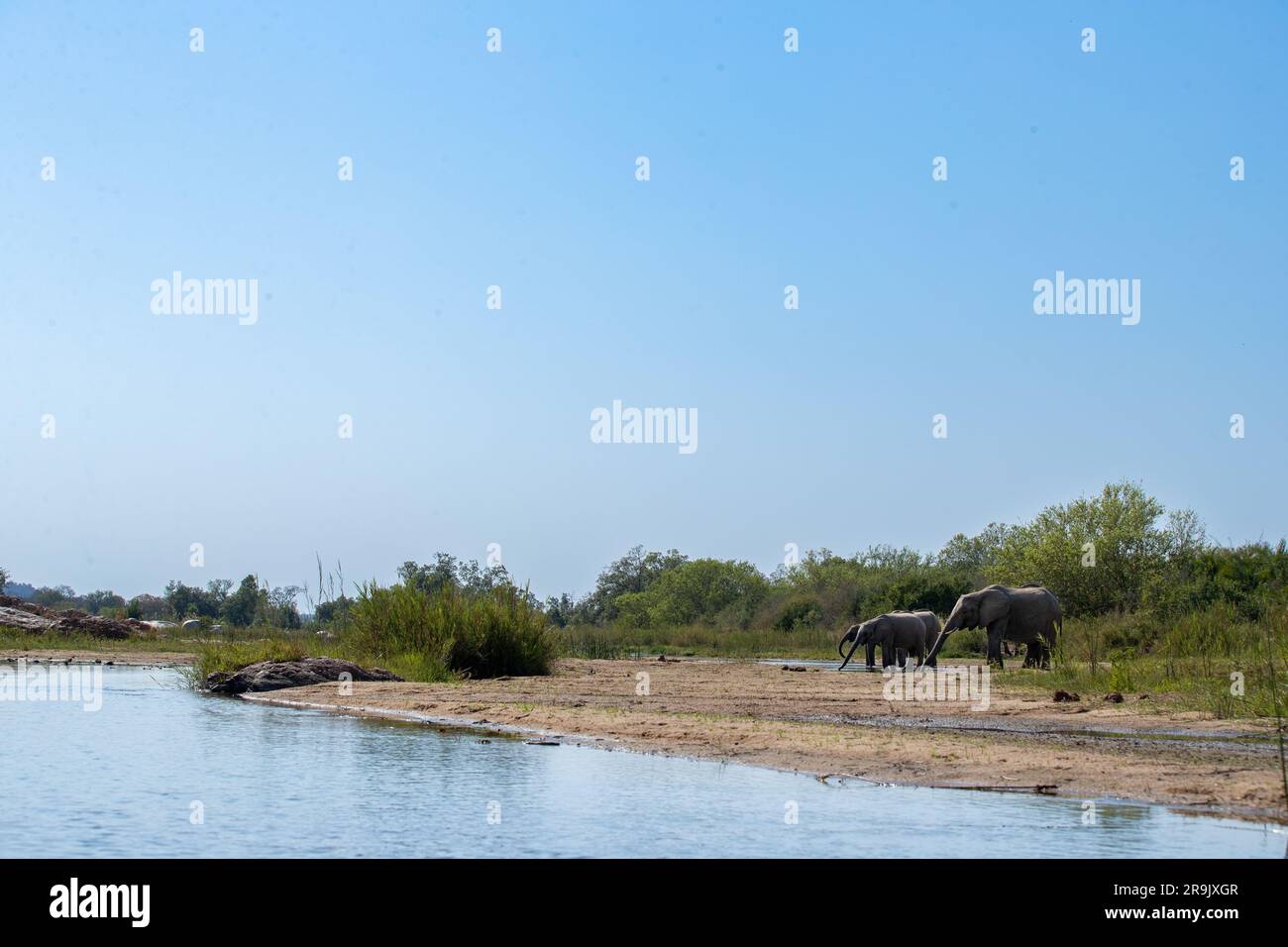 Elephants, Loxodonta africana, drinking from a river, wide angle. Stock Photo