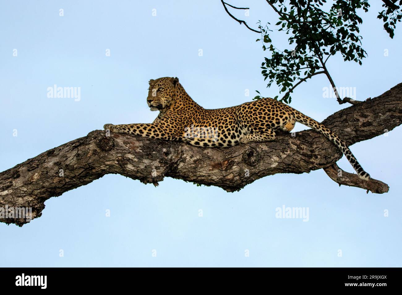 A male leopard, Panthera pardus, lying in a Marula tree, Sclerocarya birrea. Stock Photo