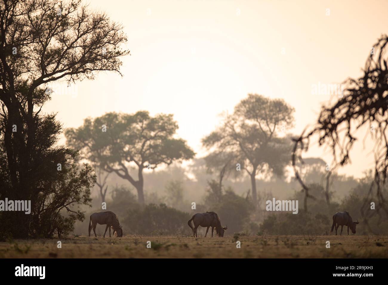 Wildebeest, Connochaetes, grazing in the early morning. Stock Photo