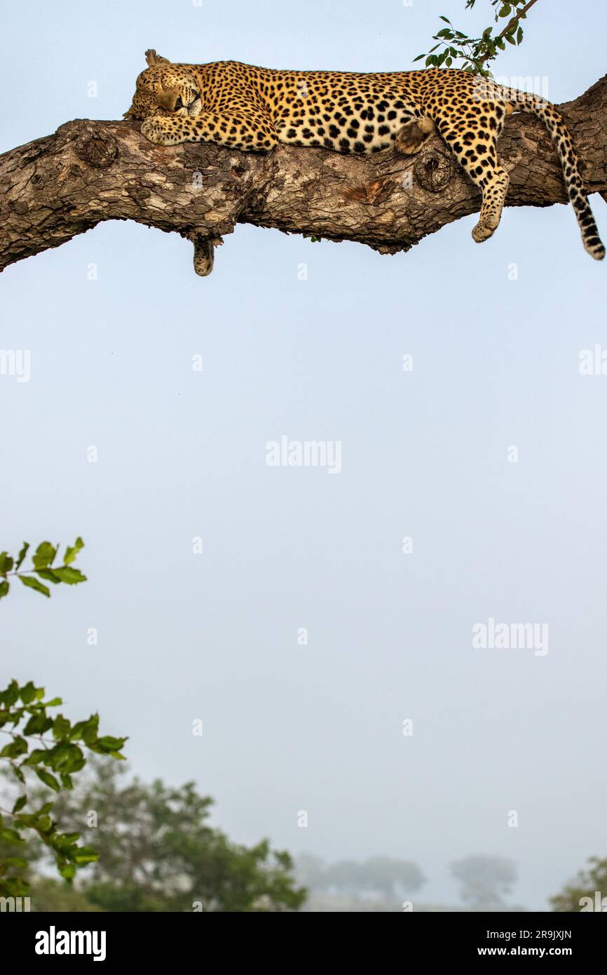 A male leopard, Panthera pardus, asleep in a branch. Stock Photo