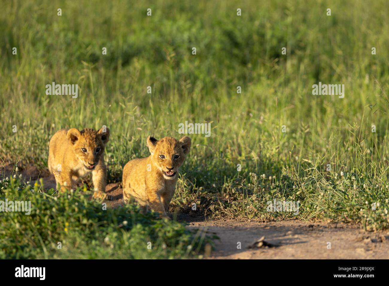 Two lion cubs, Panthera leo, walk through grass, in golden light. Stock Photo