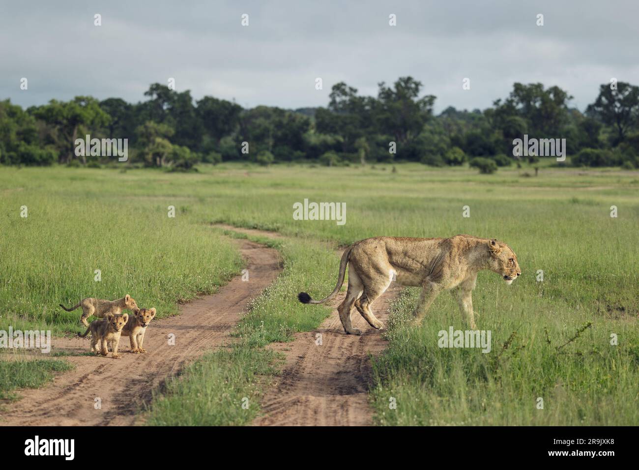 A lioness, Panthera leo, walking through grass, with her cubs trailing behind her. Stock Photo