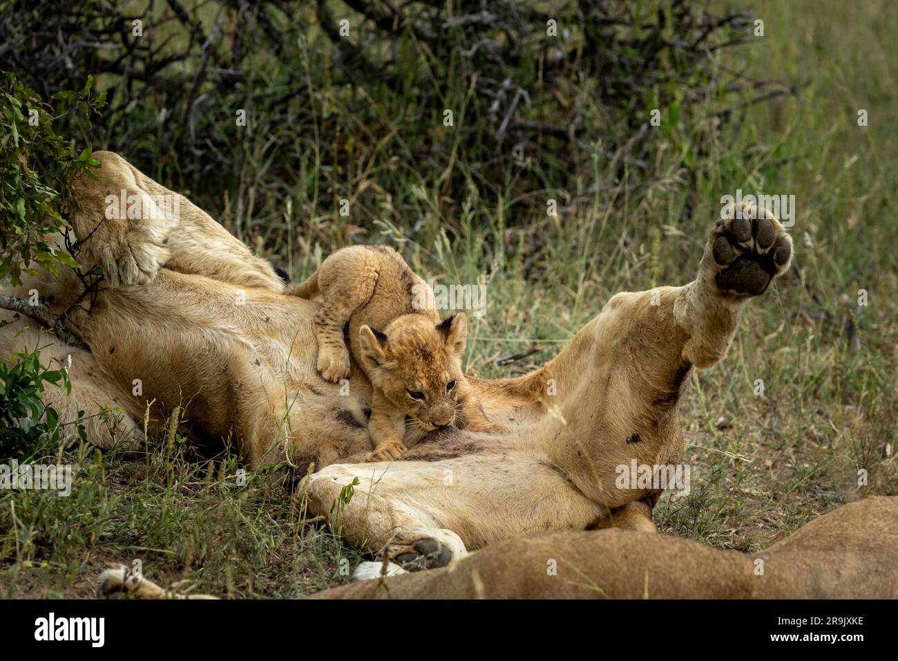 A lion cub, Panthera leo, suckling from its mother. Stock Photo