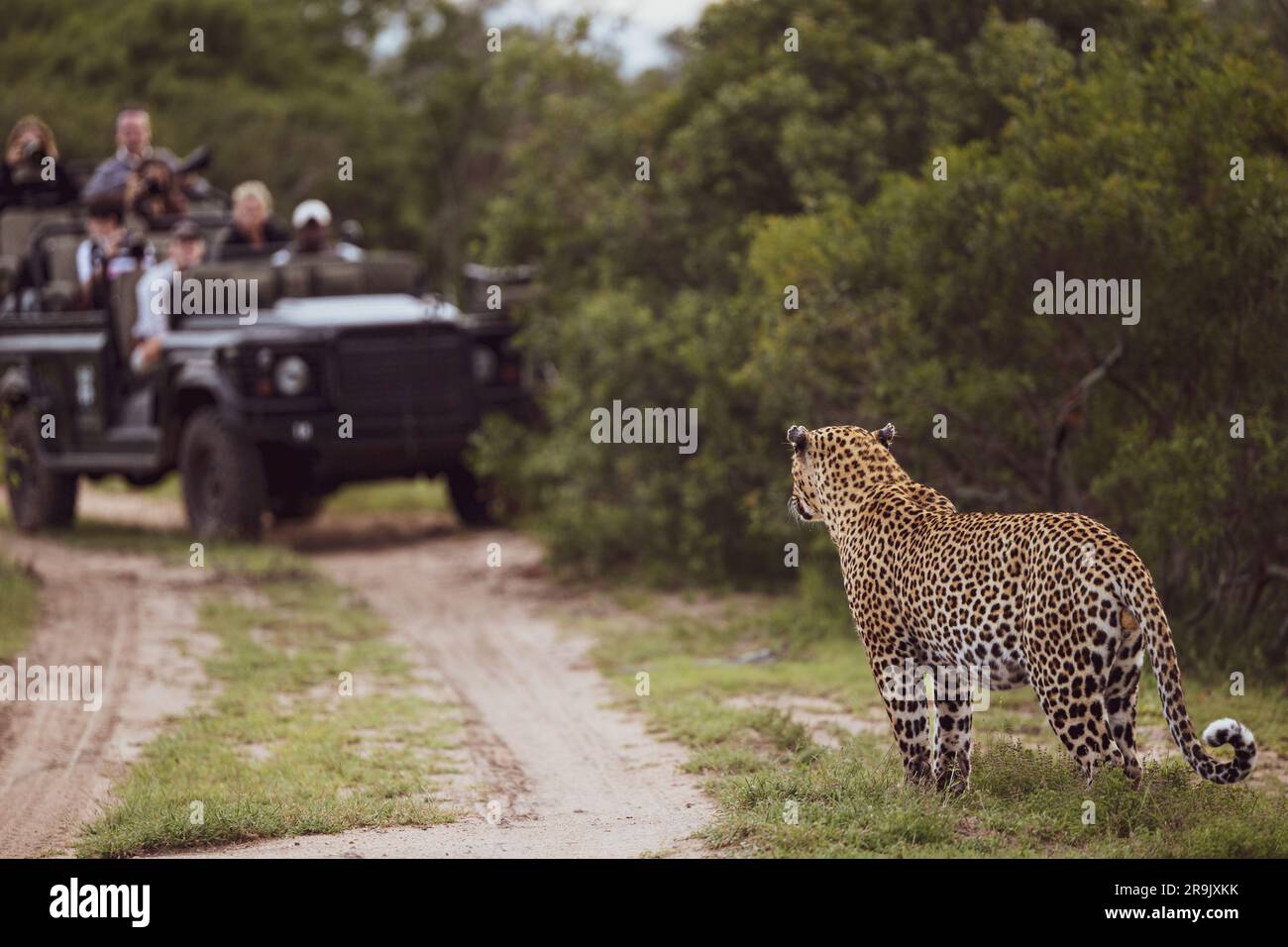 A male leopard, Panthera pardus, standing in front of a safari vehicle. Stock Photo