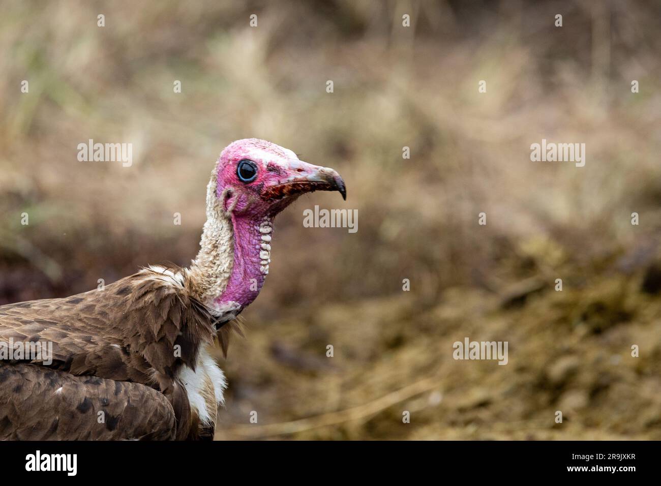 A hooded Vulture, Necrosyrtes monachus, close up, head and neck and a curved beak. Stock Photo