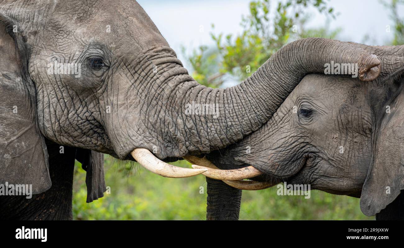 Two Elephants, Loxodonta africana, greet each other. Stock Photo