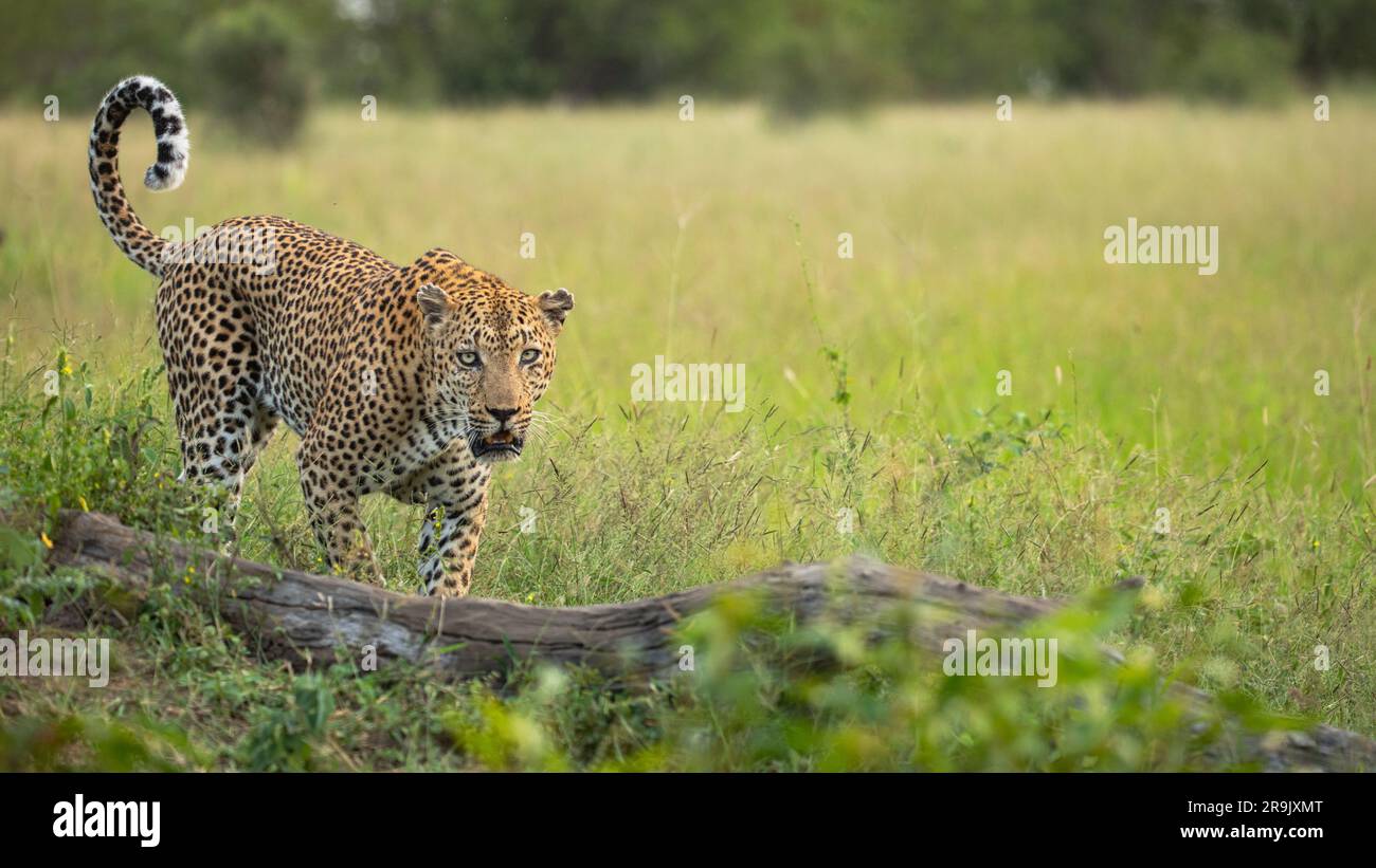 A male leopard, Panthera pardus, walking on a log and flicking tail upward. Stock Photo