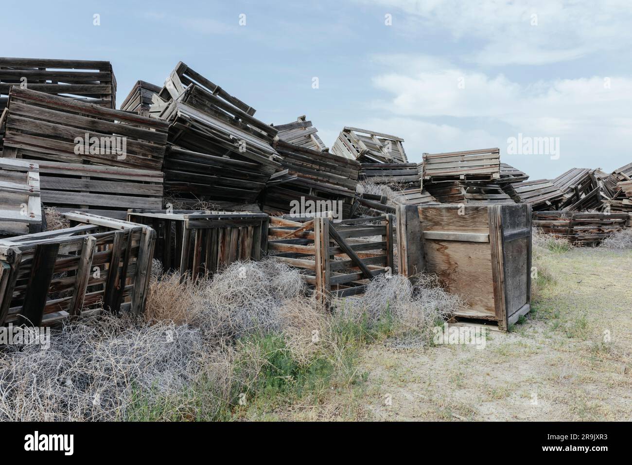 Pile of rotting discarded wooden fruit storage boxes or pallets, tumble weed scattered about. Stock Photo
