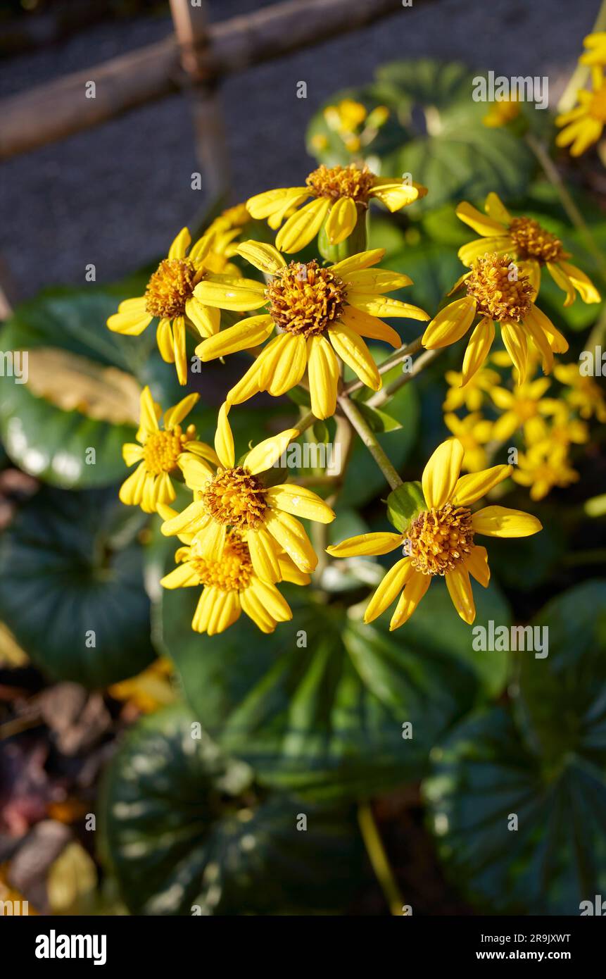 Farfugium japonica yellow flowers Stock Photo