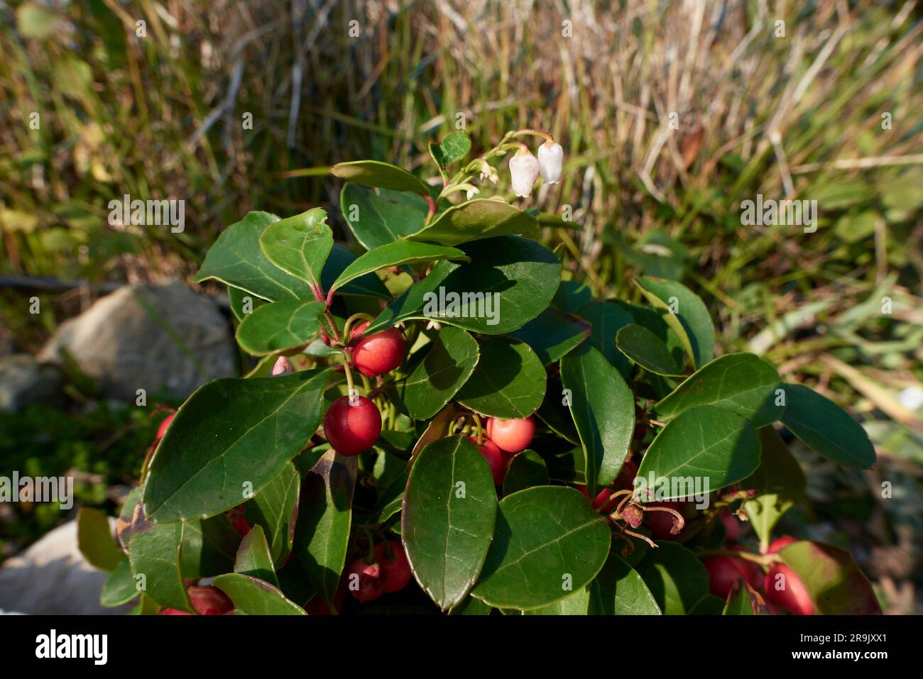Gaultheria procumbens shrub Stock Photo