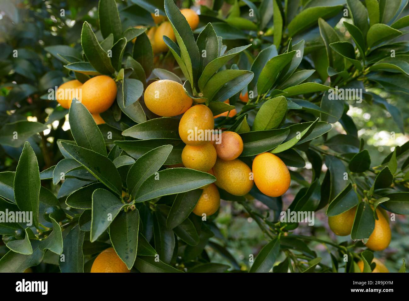 Citrus japonica fresh fruit close up Stock Photo