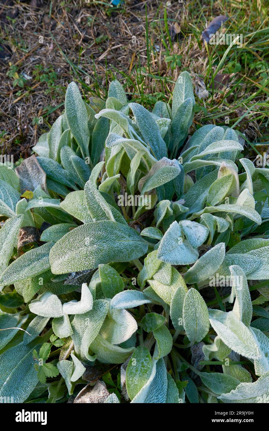 Stachys byzantina hairy leaves close up Stock Photo - Alamy