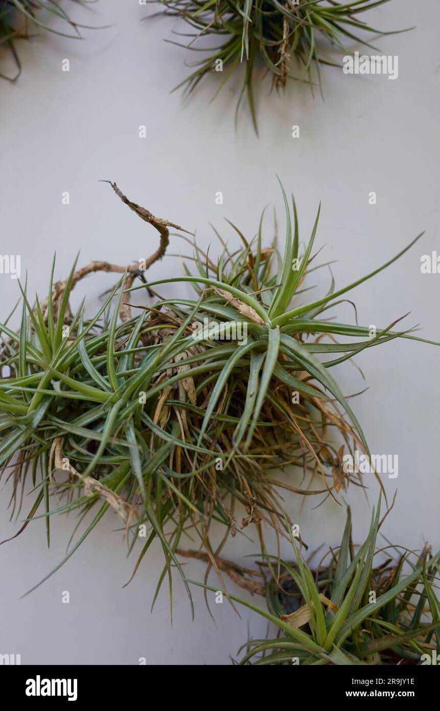 Tillandsia recurvata hi-res stock photography and images - Alamy