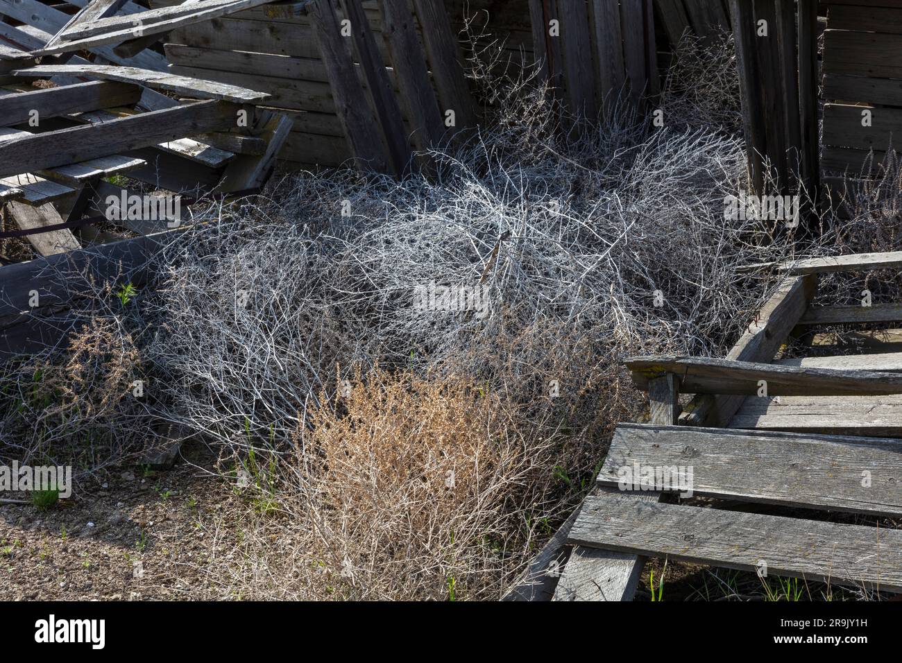 Pile of rotting discarded wooden fruit storage boxes or pallets, tumble weed scattered about. Stock Photo