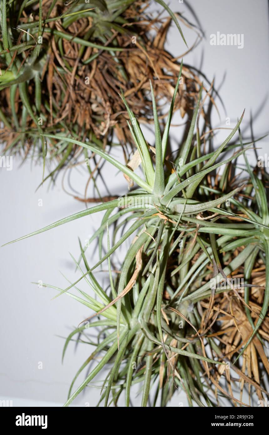 Tillandsia recurvata plants on a wall Stock Photo