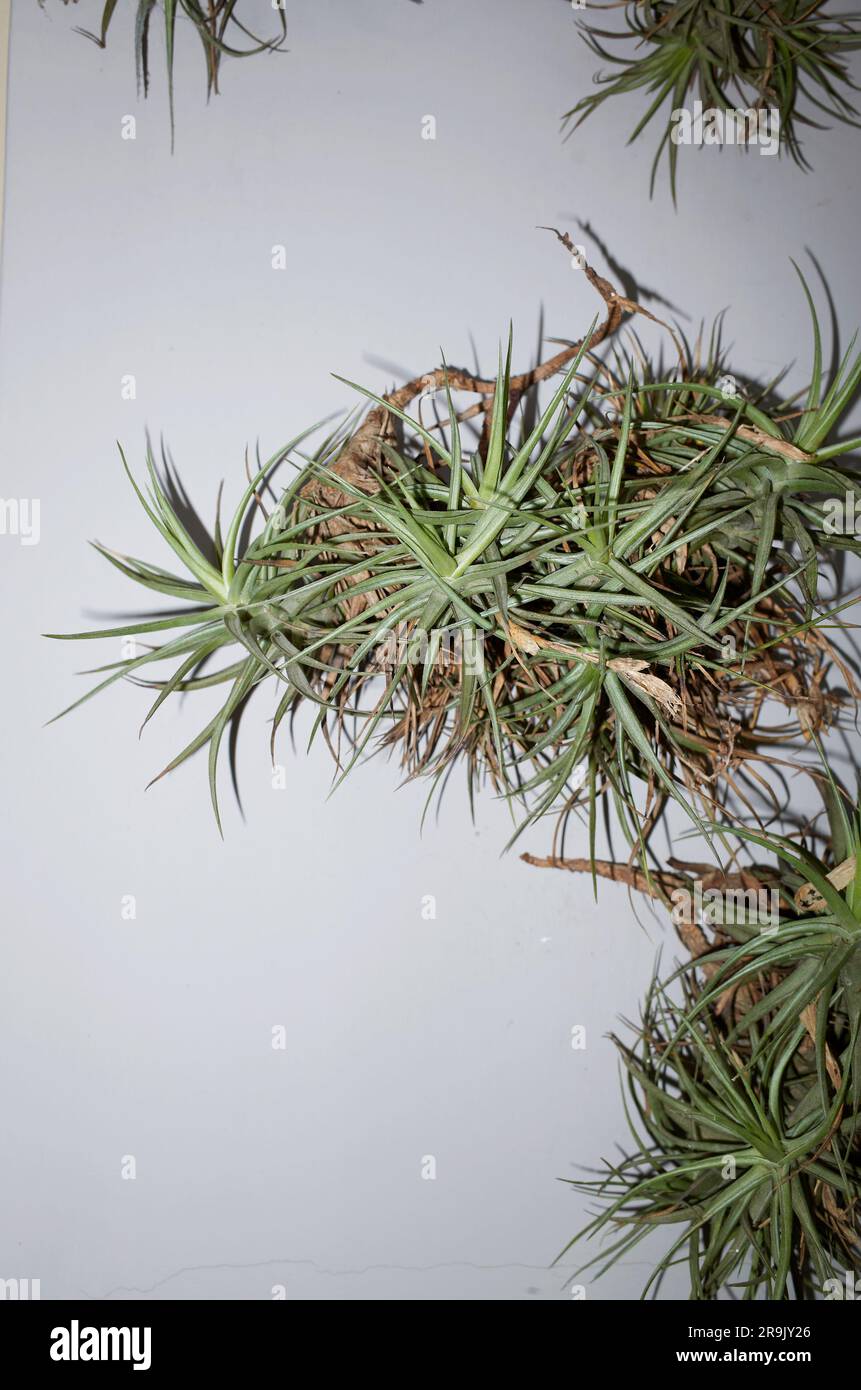 Tillandsia recurvata plants on a wall Stock Photo