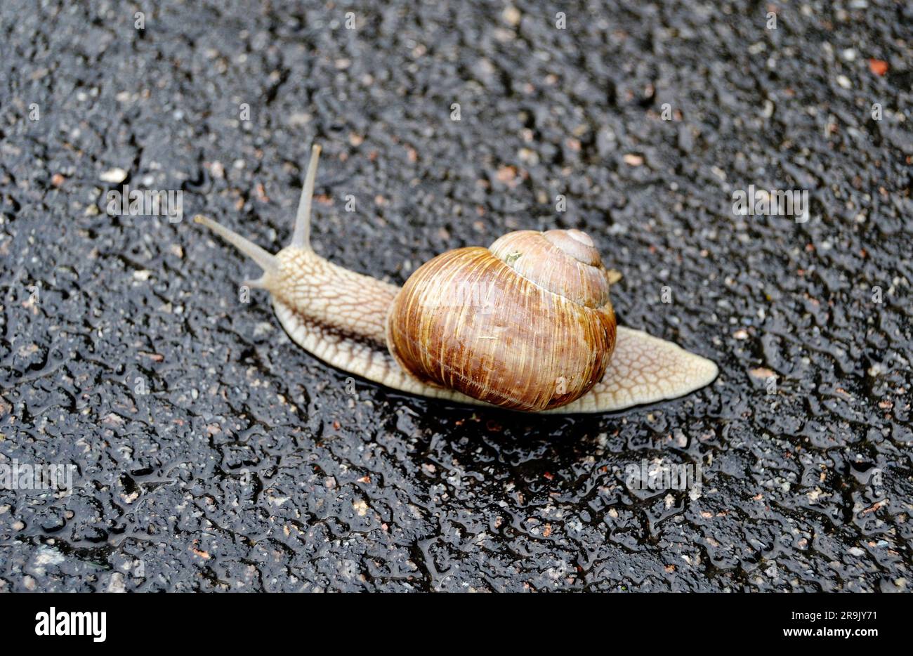 Big garden snail in shell crawling on wet road hurry home, snail Helix consist of edible tasty food coiled shell to protect body, natural animal snail Stock Photo