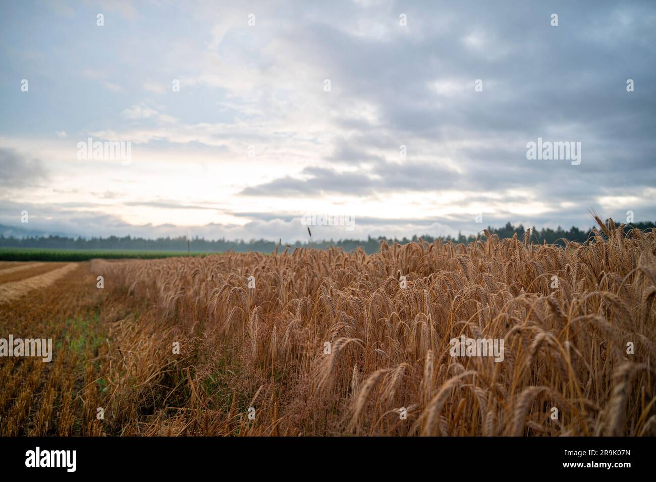 Beautiful golden wheat field after a rain under a dramatic cloudy ...