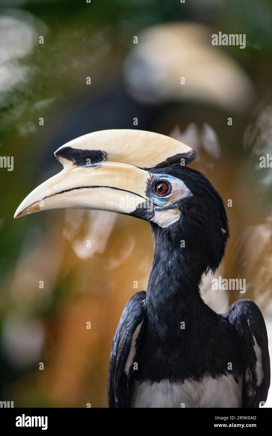 Close up of a male oriental pied hornbill waiting to feed in a public housing estate, Singapore Stock Photo