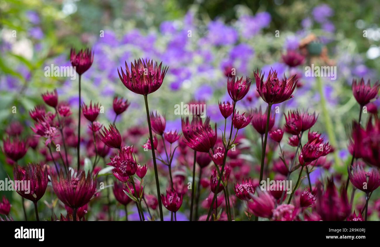 Maroon colour starshaped astrantia masterwort flowers in foreground