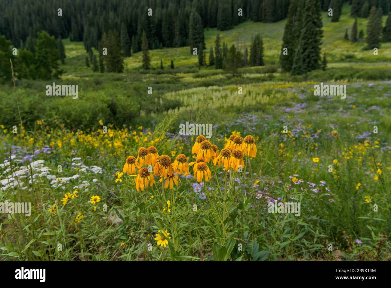 Flowering Summer Mountain Valley A Bunch Of Bright Golden Yellow 