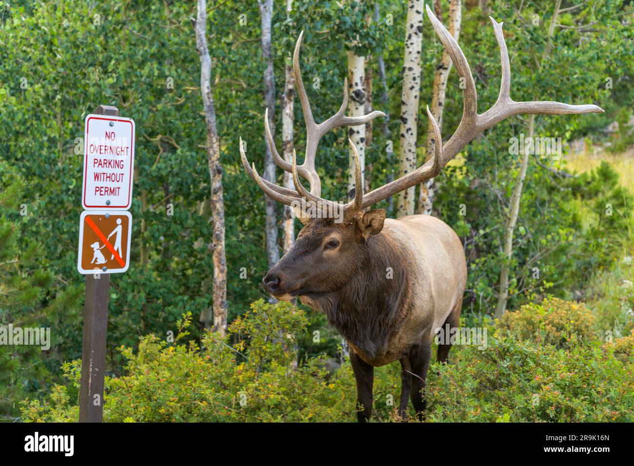 Summer Bull Elk - A close-up view of a strong mature bull elk standing and grazing near Glacier Gorge Trailhead on a summer evening. RMNP, CO, USA. Stock Photo