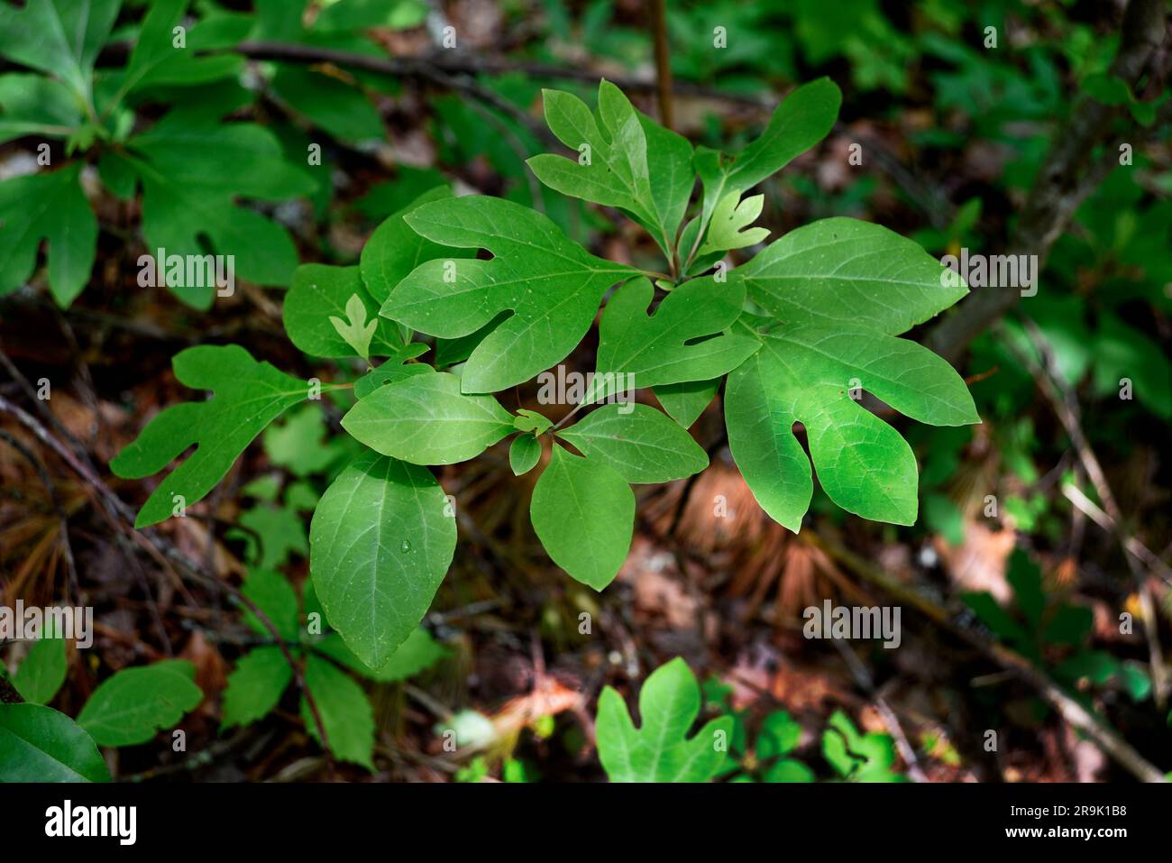 A sassafras tree growing in Jefferson National Forest in Virginia USA
