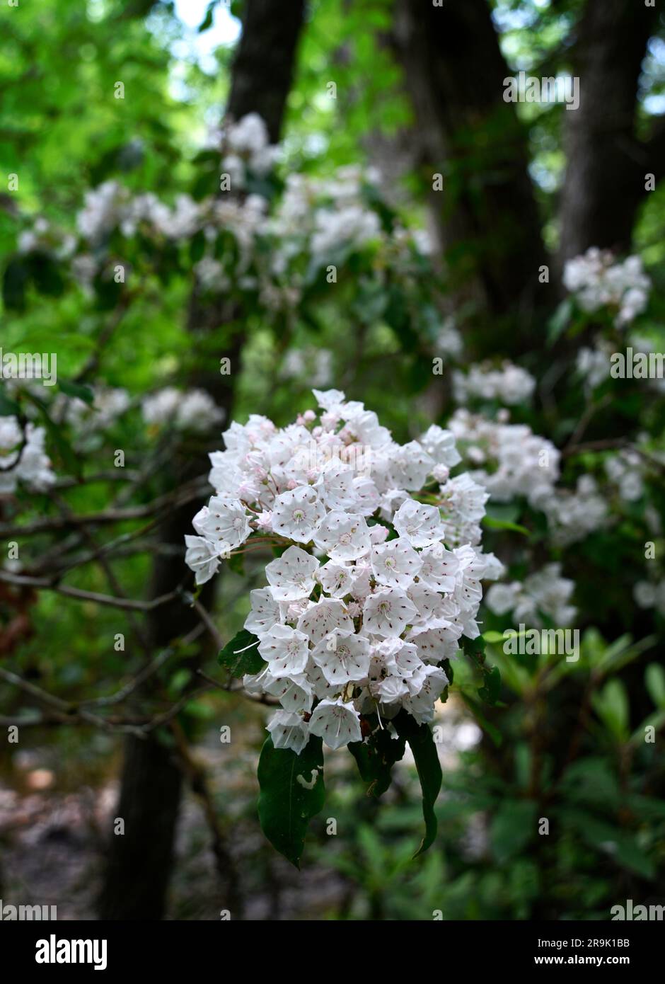 Wild native mountain laurel plants (Kalmia latifolia) blooming in the