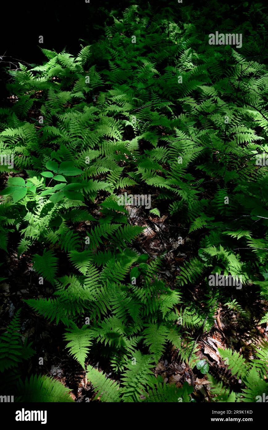 Cinnamon ferns (Osmunda cinnamomea) grow in Jefferson National Forest in Southwest Virginia, USA. Stock Photo