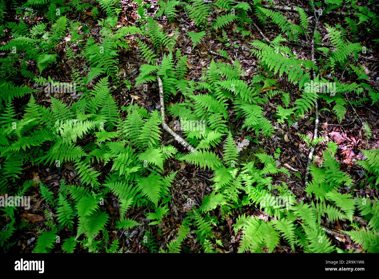Cinnamon ferns (Osmunda cinnamomea) grow in Jefferson National Forest in Southwest Virginia, USA. Stock Photo