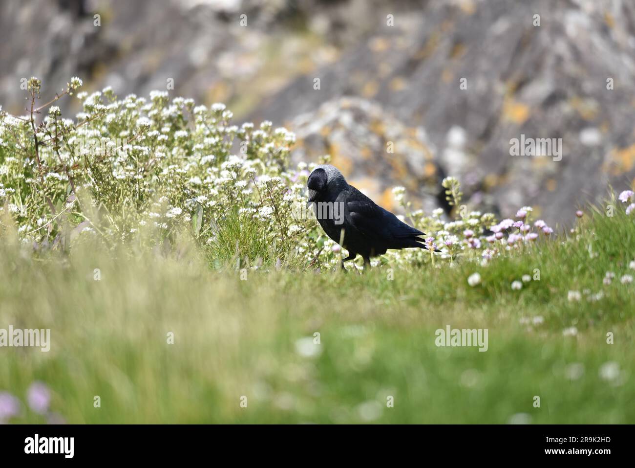 Western Jackdaw (Corvus monedula) in Left-Profile with Head Tilted to Ground against a Coastal Rocks and Wildflower Background on the Isle of Man, UK Stock Photo